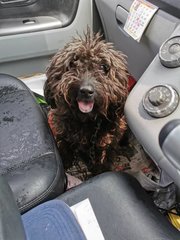 Obama - Schnauzer + Poodle Dog