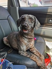 Obama - Schnauzer + Poodle Dog