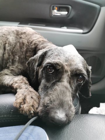 Obama - Schnauzer + Poodle Dog