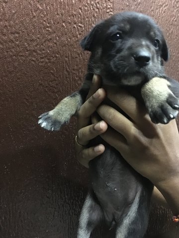 Puppy For Adoption Banting - Mixed Breed Dog