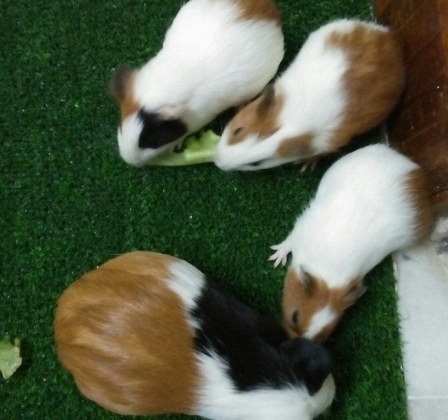 Winnie And Her Kids - Guinea Pig Small & Furry