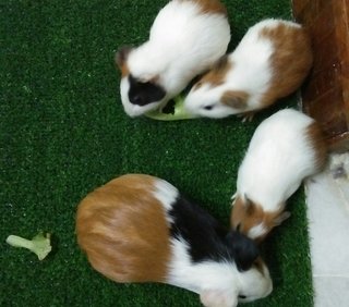 Winnie And Her Kids - Guinea Pig Small & Furry