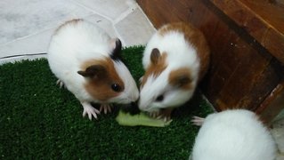 Winnie And Her Kids - Guinea Pig Small & Furry