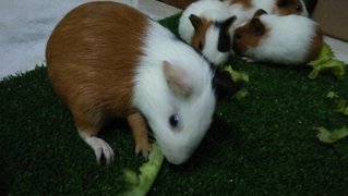 Winnie And Her Kids - Guinea Pig Small & Furry