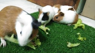 Winnie And Her Kids - Guinea Pig Small & Furry