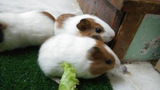 Winnie And Her Kids - Guinea Pig Small & Furry