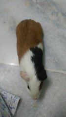 Winnie And Her Kids - Guinea Pig Small & Furry