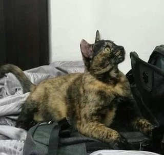 Shelly - Domestic Short Hair Cat