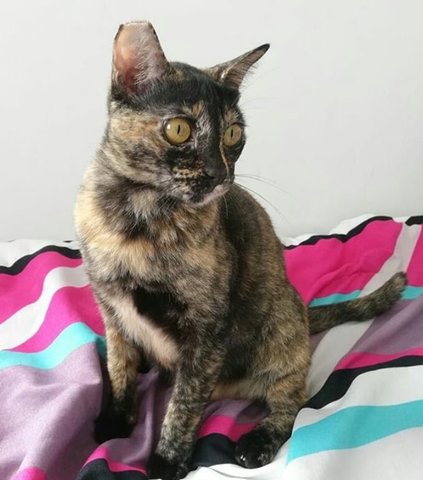 Shelly - Domestic Short Hair Cat