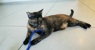 Shelly - Domestic Short Hair Cat