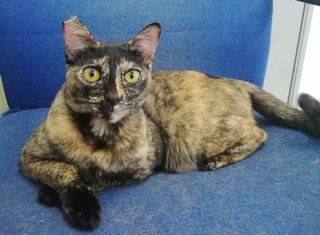 Shelly - Domestic Short Hair Cat