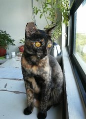 Shelly - Domestic Short Hair Cat