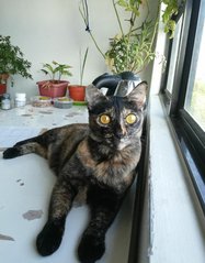 Shelly - Domestic Short Hair Cat