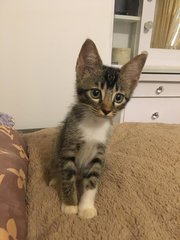 Look at me. I'm so cute. I would be a great addition to your family!