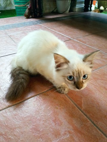 Puteh -not Available- - Domestic Long Hair Cat