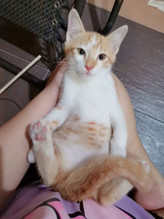 Orangee - Domestic Short Hair Cat