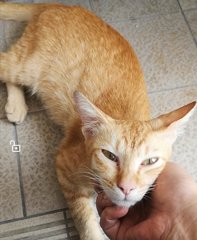 Oyen - Domestic Short Hair Cat