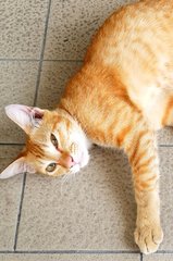 Oyen - Domestic Short Hair Cat