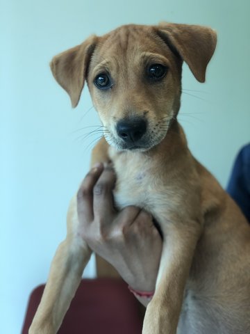 Honey - Labrador Retriever Dog