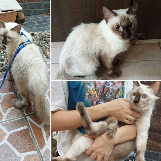 Siamese Persian  - Siamese + Persian Cat