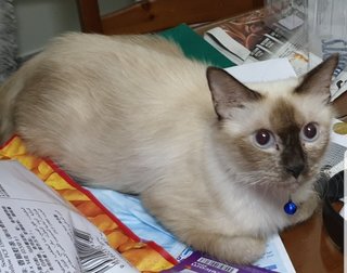 Siamese Persian  - Siamese + Persian Cat