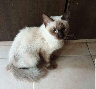 Siamese Persian  - Siamese + Persian Cat