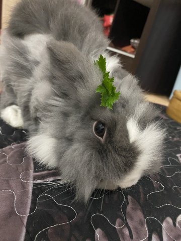 Abbit - Angora Rabbit Rabbit