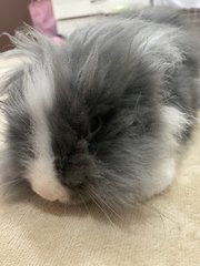 Abbit - Angora Rabbit Rabbit