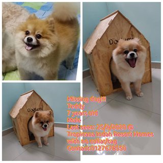 Teddy - Pomeranian Dog