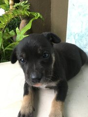 Puppy For Adoption - Mixed Breed Dog