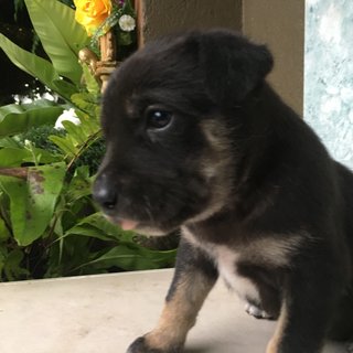 Puppy For Adoption - Mixed Breed Dog