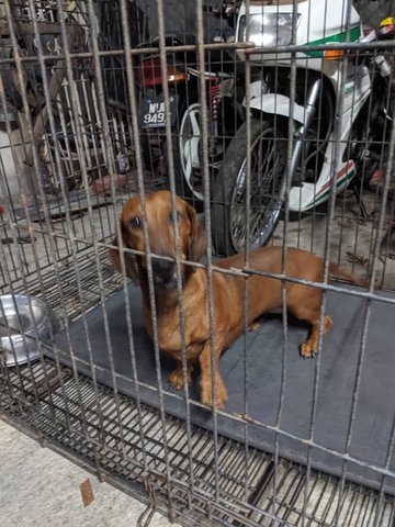 Dog Found In Subang - Dachshund Dog