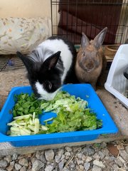 Stella And Moca - Lionhead + Dwarf Rabbit