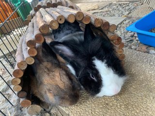 Stella And Moca - Lionhead + Dwarf Rabbit