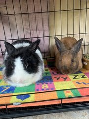 Stella And Moca - Lionhead + Dwarf Rabbit