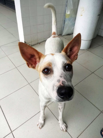 Pink Girl - Great Watchdog - Mixed Breed Dog