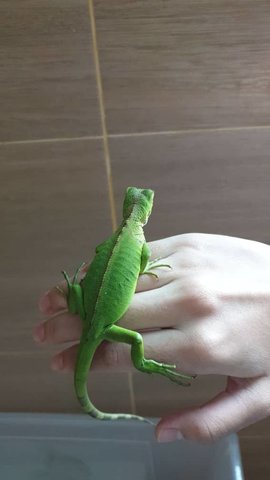 Baby Green Iguana  - Iguana + Lizard Reptile