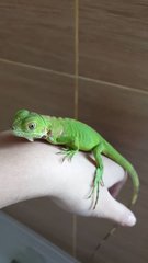 Baby Green Iguana  - Iguana + Lizard Reptile