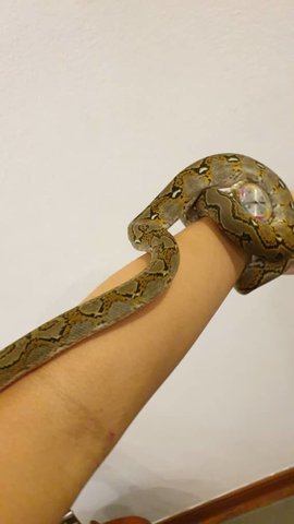 Normal Retic - Snake Reptile