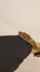 Normal Retic - Snake Reptile