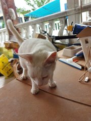 Small White - Domestic Short Hair Cat