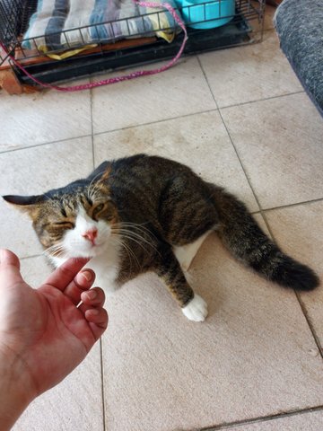 White Leg - Domestic Short Hair Cat