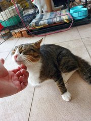 White Leg - Domestic Short Hair Cat