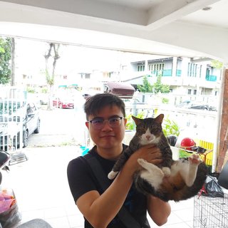 White Leg - Domestic Short Hair Cat