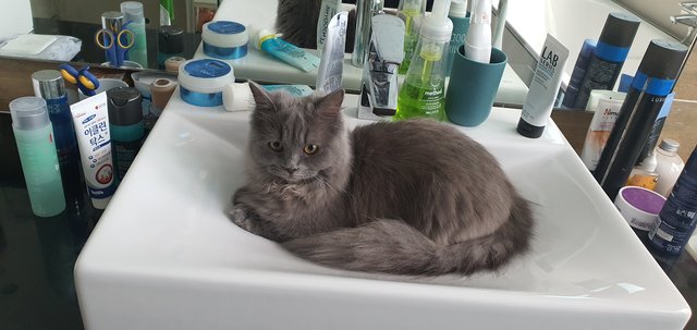 Nani - Persian + British Shorthair Cat