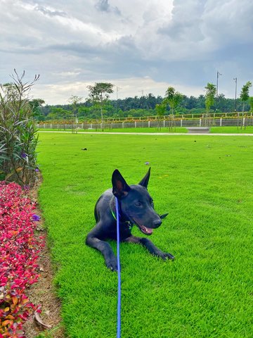 Coco - Mixed Breed Dog