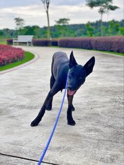 Coco - Mixed Breed Dog