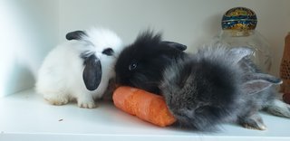 Bunnies  - Lionhead + Lop Eared Rabbit