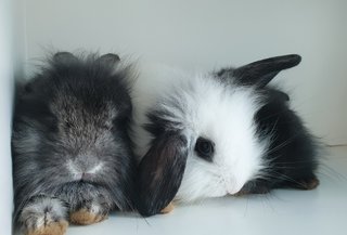 Bunnies  - Lionhead + Lop Eared Rabbit