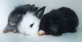 Bunnies  - Lionhead + Lop Eared Rabbit